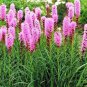 New Arrival GAYFEATHER BLAZING STAR FLOWER SEEDS 25 FRESH SEEDS