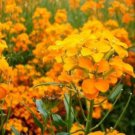 Premium SIBERIAN WALLFLOWER 100 FRESH SEEDS
