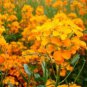 Premium SIBERIAN WALLFLOWER 100 FRESH SEEDS