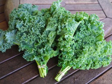 Top-Quality KALE 15 VEGETABLE SEEDS