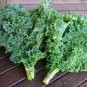 Top-Quality KALE 15 VEGETABLE SEEDS