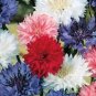 New Arrival 100 FRESH BACHELOR BUTTON ""POLKA DOT"" SEEDS DWARF MIX CORNFLOWER