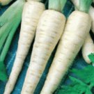 Premium 100 FRESH PARSNIP HOLLOW CROWN SEEDS