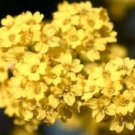 Best-Selling ALYSSUM BASKET OF GOLD 50 FRESH FLOWER SEEDS