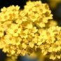 Best-Selling ALYSSUM BASKET OF GOLD 50 FRESH FLOWER SEEDS