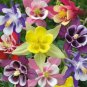 Limited Edition COLUMBINE MCKANA MIX 50 FRESH SEEDS