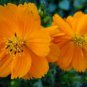 New Arrival COSMOS TALL ORANGE 30 FRESH FLOWER SEEDS