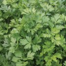 Premium PARSLEY 15 FRESH HERB SEEDS