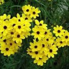 Exclusive COREOPSIS GOLDEN WAVE TICKSEED 100 FRESH SEEDS