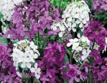 Top-Quality DAME'S ROCKET SEEDS MIXED COLORS 100 FRESH SEEDS