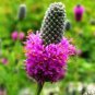 New Arrival PURPLE PRAIRIE CLOVER 100 FRESH SEEDS