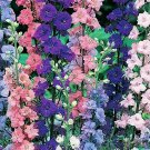 Premium ROCKET LARKSPUR 100 FRESH SEEDS