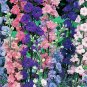 Premium ROCKET LARKSPUR 100 FRESH SEEDS
