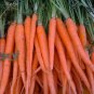 Exclusive 200 FRESH CARROT TENDERSWEET SEEDS