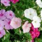 Top-Quality PHLOX ANNUAL MIXED COLORS 50 FRESH SEEDS