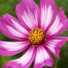 Premium COSMOS CANDYSTRIPE 30 FRESH FLOWER SEEDS