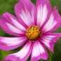 Premium COSMOS CANDYSTRIPE 30 FRESH FLOWER SEEDS