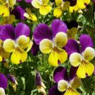 Exclusive JOHNNY JUMP UP - VIOLA - FLOWER SEEDS 150 FRESH SEEDS