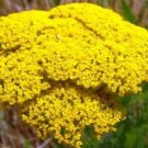 Top-Quality GOLD YARROW 100 FRESH SEEDS