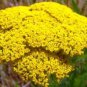 Top-Quality GOLD YARROW 100 FRESH SEEDS