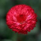 Best-Selling TALL RED CORNFLOWER 100 FRESH SEEDS CENTAUREA CYANUS