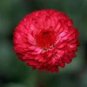 Best-Selling TALL RED CORNFLOWER 100 FRESH SEEDS CENTAUREA CYANUS