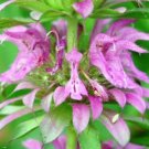 New Arrival LEMON MINT FLOWER 100 FRESH SEEDS ""BEE BALM""