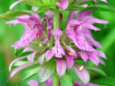 New Arrival LEMON MINT FLOWER 100 FRESH SEEDS ""BEE BALM""