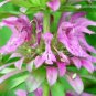 New Arrival LEMON MINT FLOWER 100 FRESH SEEDS ""BEE BALM""
