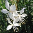 Premium GAURA lindheimeri FLOWERS 15 FRESH SEEDS