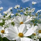 Best-Selling COSMOS PURITY 30 FRESH FLOWER SEEDS
