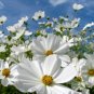 Best-Selling COSMOS PURITY 30 FRESH FLOWER SEEDS