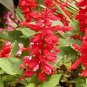 Limited Edition SCARLET SAGE-SALVIA 50 FRESH SEEDS