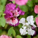 New Arrival CLARKIA FLOWER SEEDS 100 FRESH SEEDS PINK/LAVENDER/WHITE