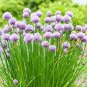Premium CHIVES 30 FRESH HERB SEEDS