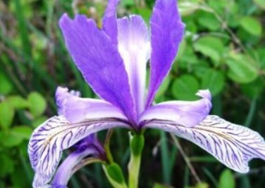 Exclusive WILD BLUE IRIS FLOWER SEEDS 25 FRESH SEEDS