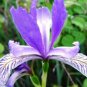 Exclusive WILD BLUE IRIS FLOWER SEEDS 25 FRESH SEEDS