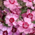 Best-Selling COTTAGE PINKS SEEDS 50 FRESH SEEDS