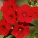 New Arrival PHLOX ANNUAL RED 50 FRESH SEEDS