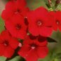 New Arrival PHLOX ANNUAL RED 50 FRESH SEEDS