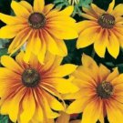 Best-Selling GLORIOSA DAISY FLOWERS 100 FRESH SEEDS