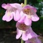 Premium PALMER'S PENSTEMON 100 FRESH SEEDS PENSTEMON PALMERI