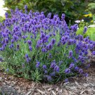 Exclusive LAVENDER 20 FRESH FLOWER SEEDS