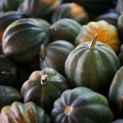 Top-Quality ACORN SQUASH 5 VEGETABLE SEEDS