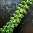 Limited Edition BRUSSEL SPROUTS 25 VEGETABLE SEEDS