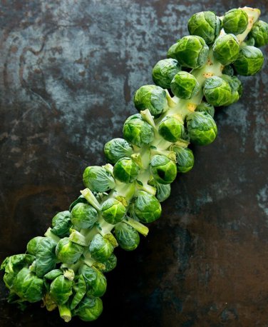 Limited Edition BRUSSEL SPROUTS 25 VEGETABLE SEEDS