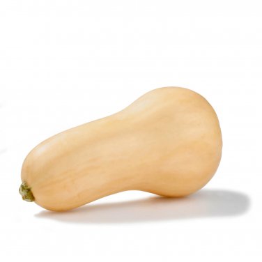 New Arrival BUTTERNUT SQUASH 10 VEGETABLE SEEDS
