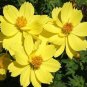 Limited Edition COSMOS DWARF LEMON 30 FRESH FLOWER SEEDS