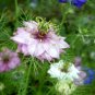 Top-Quality LOVE IN A MIST FLOWER SEEDS MIXED COLORS 50 FRESH SEEDS