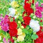 New Arrival 150+ GIANT HOLLYHOCK HUMMINGBIRD SPRING MIX PLANTING FLOWERS BORDERS BEES SEEDS